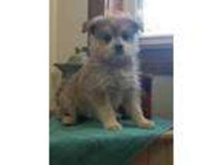 Mutt Puppy for sale in Flemingsburg, KY, USA
