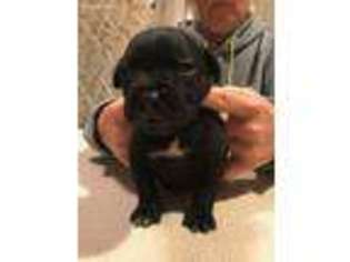 Staffordshire Bull Terrier Puppy for sale in Boise, ID, USA