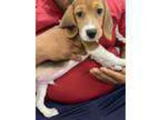 Beagle Puppy for sale in Glendale, AZ, USA