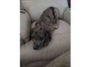Great Dane Puppy for sale in Greensboro, NC, USA