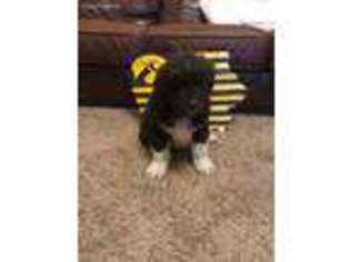 Newfoundland Puppy for sale in Ollie, IA, USA