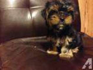 Yorkshire Terrier Puppy for sale in SAN ANTONIO, TX, USA