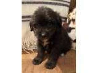 Mutt Puppy for sale in Warsaw, OH, USA