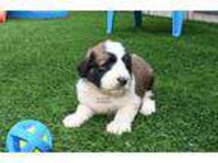 Saint Berdoodle Puppy for sale in Ligonier, IN, USA