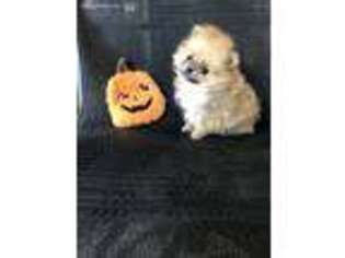 Pomeranian Puppy for sale in Marshville, NC, USA