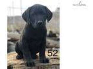 Labrador Retriever Puppy for sale in Yakima, WA, USA