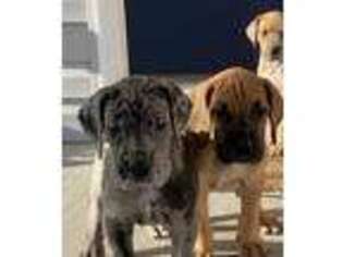 Great Dane Puppy for sale in Montgomery, IL, USA