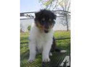 Collie Puppy for sale in FORTVILLE, IN, USA