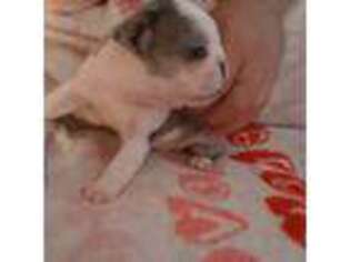 French Bulldog Puppy for sale in Girard, OH, USA