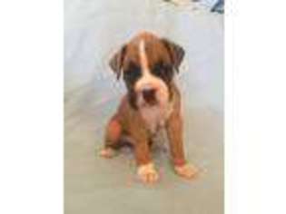 Boxer Puppy for sale in Okarche, OK, USA
