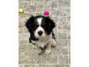 Cavalier King Charles Spaniel Puppy for sale in Durham, CA, USA