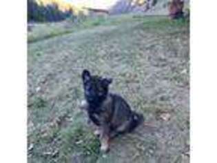 German Shepherd Dog Puppy for sale in Gypsum, CO, USA