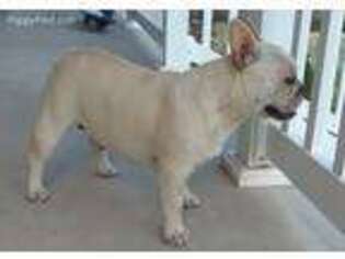 French Bulldog Puppy for sale in Morrison, TN, USA
