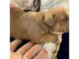 Mutt Puppy for sale in Oxford, AL, USA