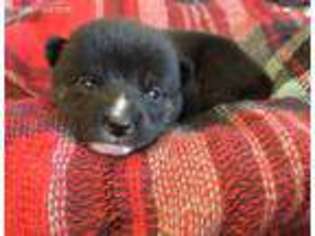Shiba Inu Puppy for sale in Niangua, MO, USA
