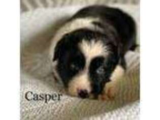 Border Collie Puppy for sale in Robbins, NC, USA