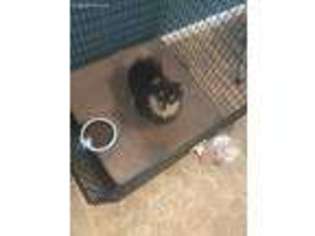 Pomeranian Puppy for sale in Kingsland, GA, USA