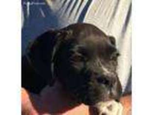 Boxer Puppy for sale in Havana, AR, USA