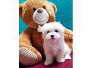 Maltese Puppy for sale in Dover, OH, USA