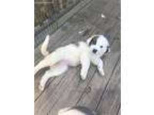 Saint Bernard Puppy for sale in Northport, AL, USA
