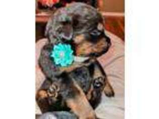 Rottweiler Puppy for sale in Blountstown, FL, USA