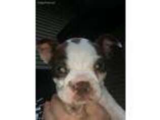 Boston Terrier Puppy for sale in Tyler, MN, USA