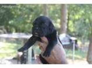 Cane Corso Puppy for sale in Monroe, NC, USA