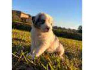 Miniature Australian Shepherd Puppy for sale in Davenport, FL, USA