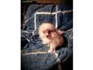 Pomeranian Puppy for sale in Cove, AR, USA