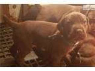 German Shorthaired Pointer Puppy for sale in Columbus, OH, USA