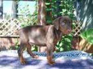 Doberman Pinscher Puppy for sale in Beasley, TX, USA