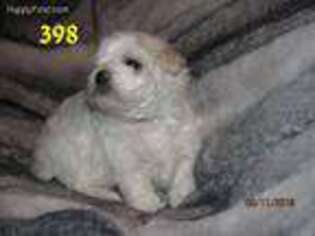 Bolognese Puppy for sale in Salem, MO, USA