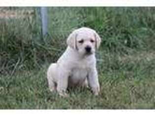 Labrador Retriever Puppy for sale in Richmond, VA, USA