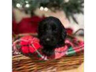 Mutt Puppy for sale in Moneta, VA, USA