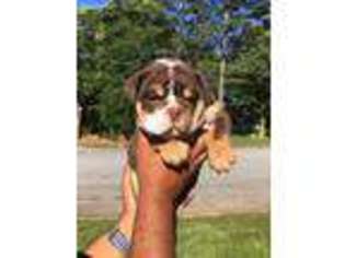 Bulldog Puppy for sale in Decatur, GA, USA