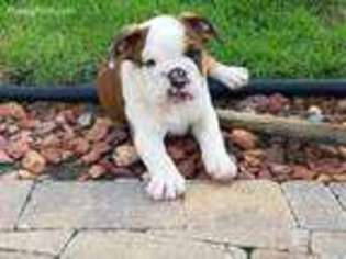 Bulldog Puppy for sale in Belleview, FL, USA