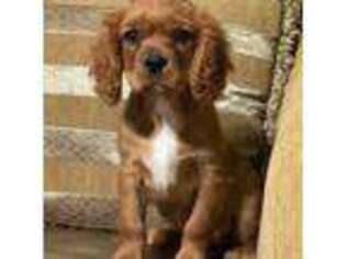 Cavalier King Charles Spaniel Puppy for sale in Sevierville, TN, USA