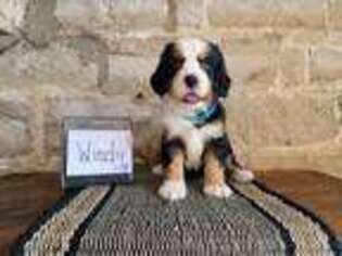 Bernese Mountain Dog Puppy for sale in Cuba City, WI, USA