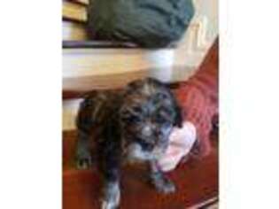 Cocker Spaniel Puppy for sale in Madera, CA, USA