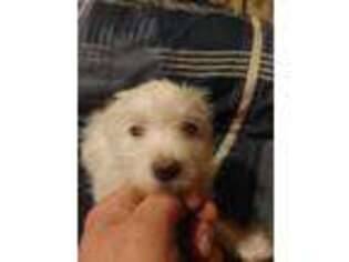 Maltese Puppy for sale in Ludowici, GA, USA
