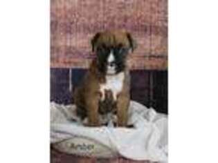 Boxer Puppy for sale in Middlebury, IN, USA