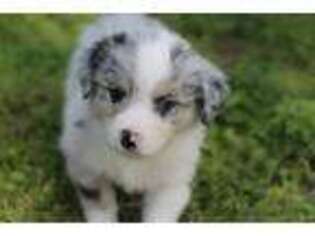 Miniature Australian Shepherd Puppy for sale in Clarksville, AR, USA
