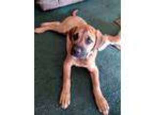 Mastiff Puppy for sale in Crossville, TN, USA