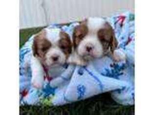 Cavalier King Charles Spaniel Puppy for sale in Goldsboro, MD, USA