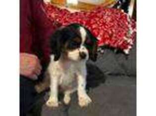 Cavalier King Charles Spaniel Puppy for sale in Alsea, OR, USA