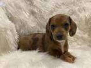 Dachshund Puppy for sale in Centerville, IA, USA