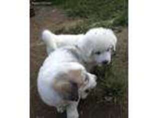 Great Pyrenees Puppy for sale in Holliston, MA, USA
