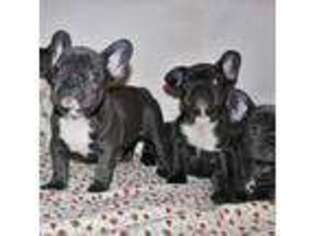 French Bulldog Puppy for sale in Richardson, TX, USA