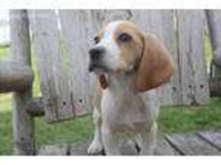 Beagle Puppy for sale in Briggs, TX, USA