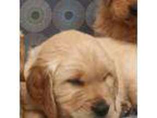 Golden Retriever Puppy for sale in Dansville, MI, USA